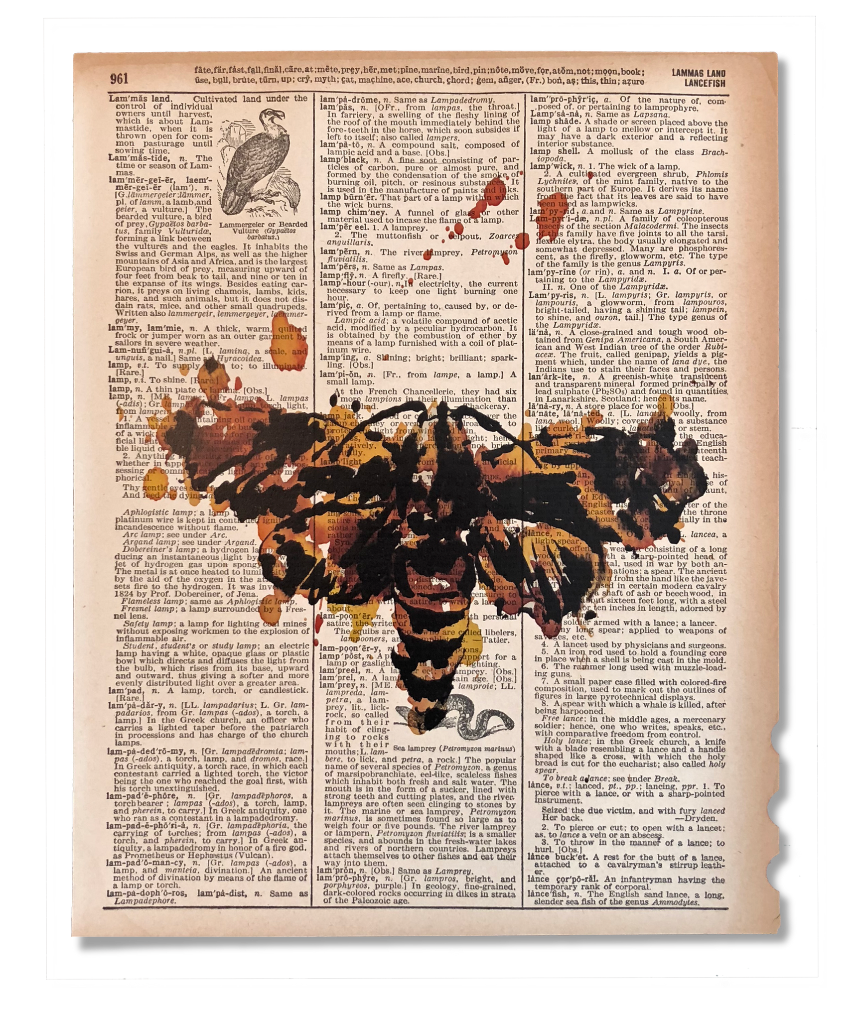 Death's Head Moth