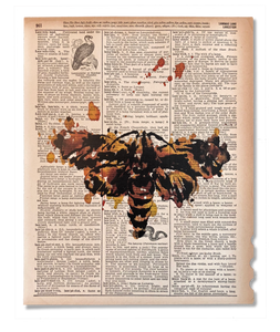 Death's Head Moth
