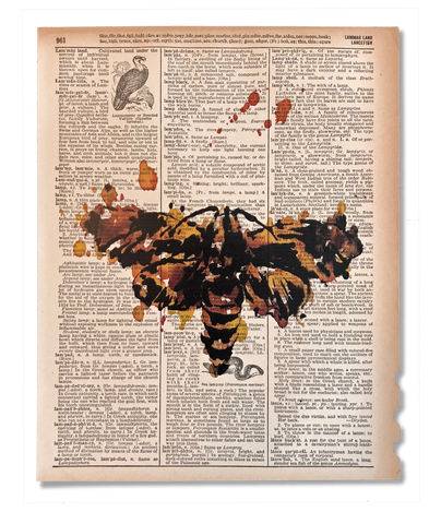 Death's Head Moth